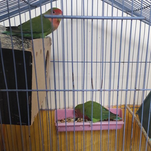 طوطی برزیلی نر و ماده