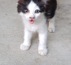 واگذاری رایگان گربه