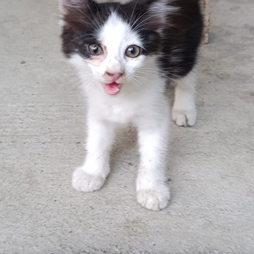 واگذاری رایگان گربه