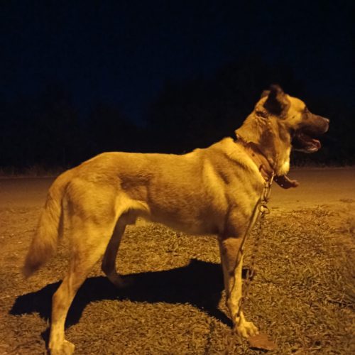 سگ سرابی 18ماهه