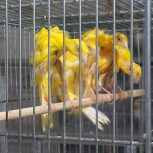 قناری اورجینال