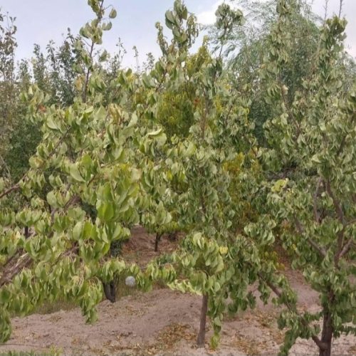 باغ ویلا