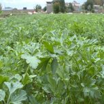 پخش کلی سبزی خورشتس
