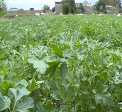 پخش کلی سبزی خورشتس