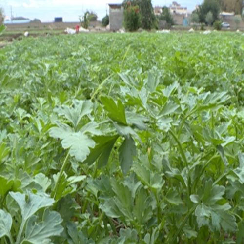 پخش کلی سبزی خورشتس