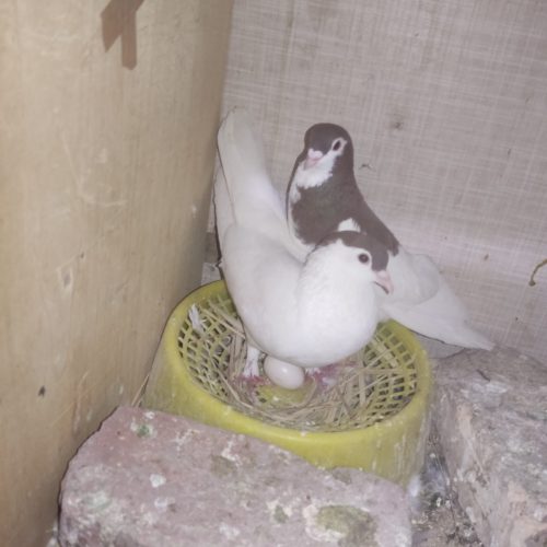 چند عدد کفتر