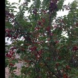 فروش باغ میوه درشهر دیباج