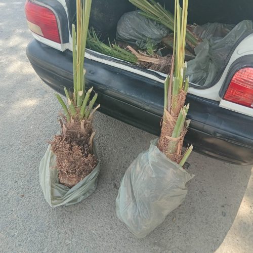 فسیل نخل عمده