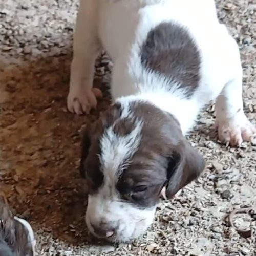 فروشی سگ توله شکاری اصیل