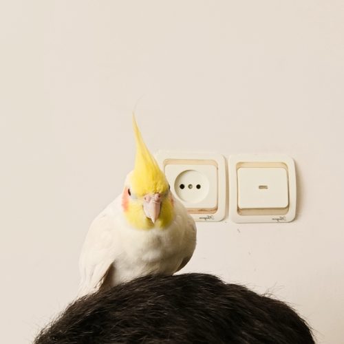 عروس هلندی رام