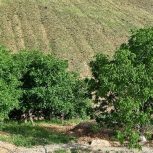 یکقطعه باغ درخت گردو در دهکده توریستی ملهمدره