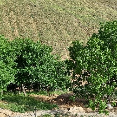 یکقطعه باغ درخت گردو در دهکده توریستی ملهمدره