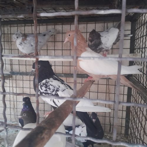 کبوتر های فروشی تمیز زینتی نربالغ ماده خوب .جوجه های تروتمیز