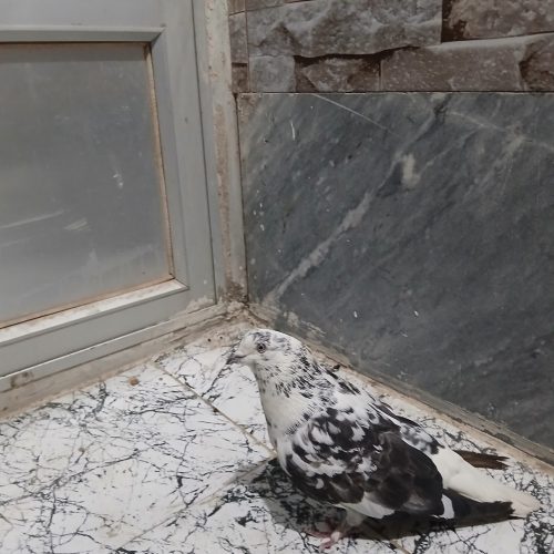 کبوتر نره چینی اصفهانی دم سفید