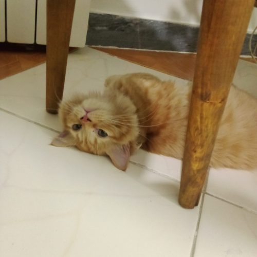 گربه پرشین بریتیش