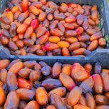 خرید خرما دارم برای کسانی که عمده فروشی یا کارخانه دارن