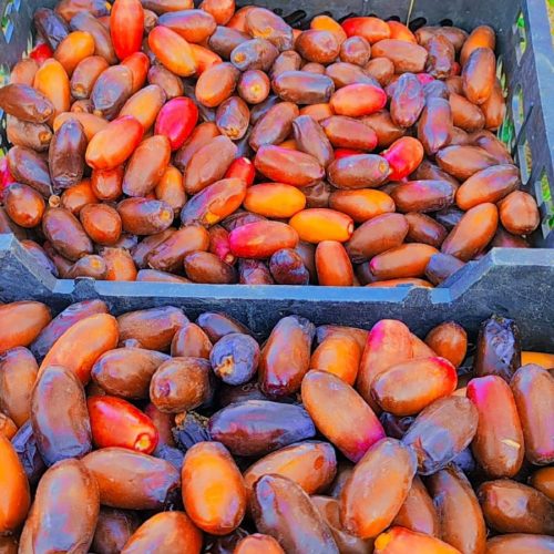 خرید خرما دارم برای کسانی که عمده فروشی یا کارخانه دارن