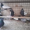 کبوتر های فروشی تمیز زینتی نربالغ ماده خوب .جوجه های تروتمیز