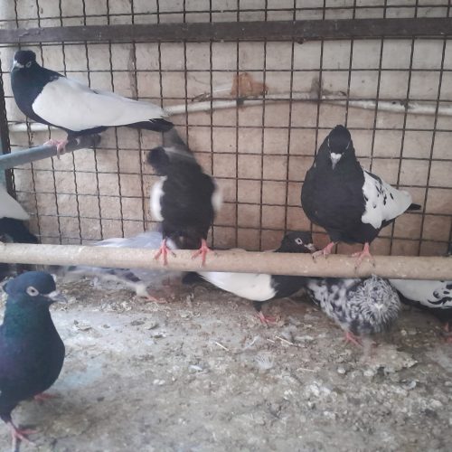 کبوتر های فروشی تمیز زینتی نربالغ ماده خوب .جوجه های تروتمیز