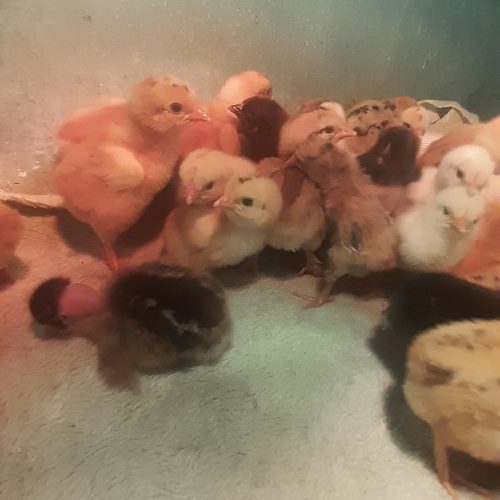 جوجه  یک روزه