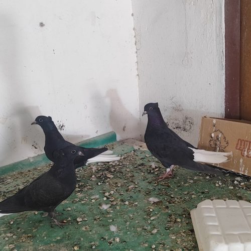 جوجه مفلق کبوتر زاغ دم سفید