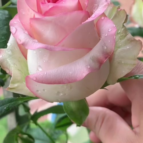 میزبرش و نیمکت برای معاوضه با کمدوجاکفشی