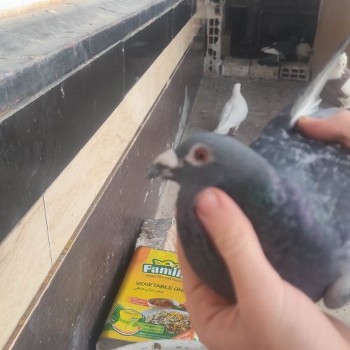 کبوتر پلاکی