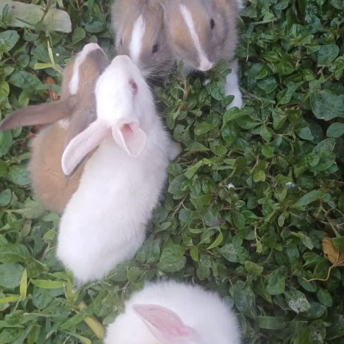 3 خرگوش قهوه‌ای چشم قهوه‌ای 2خرگوش سفید چشم قرمزی