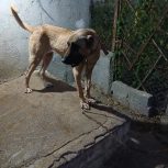 توله سراب خراسانی ومادر