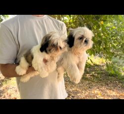 فروش سگ شیتزو