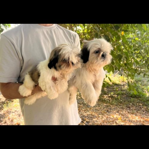 فروش سگ شیتزو