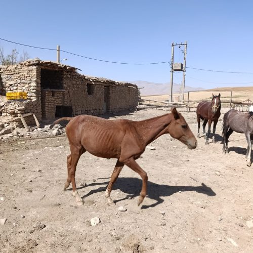 اسب نر یک ساله عرب