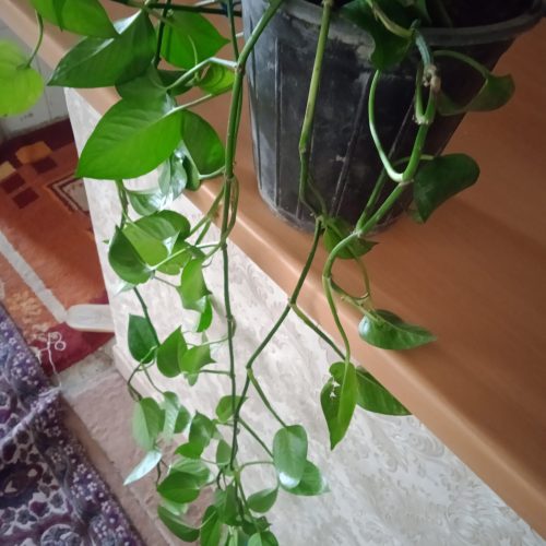 گل پتوس همیشه سبز