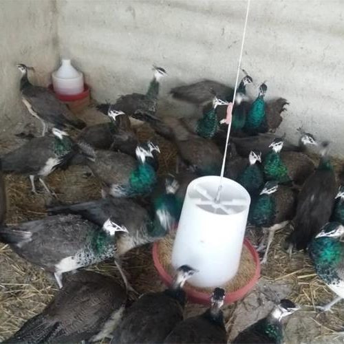 شترمرغ وطاووس