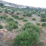 فروش باغ گل محمدی