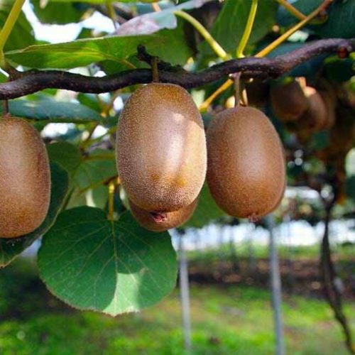 فروش باغ گیوی