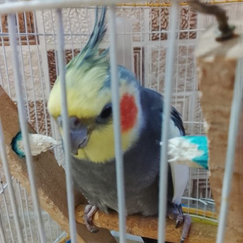 فروش عروس هلندی