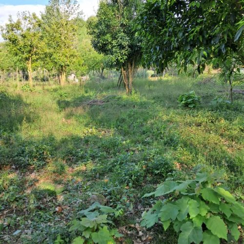 زمین 270 متری تمام مسکونی