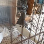 یال قهوه ای نر