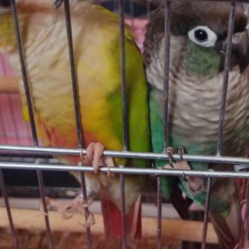 گیرنچک جفت 100درصد مولد