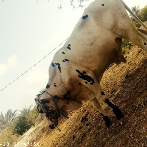 فروش کاوه مناسب برای داشت وکشتارگاه