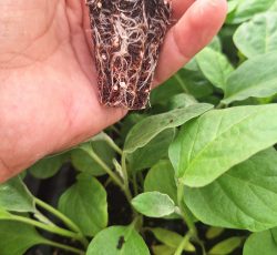 نشای باکیفیت بادمجان