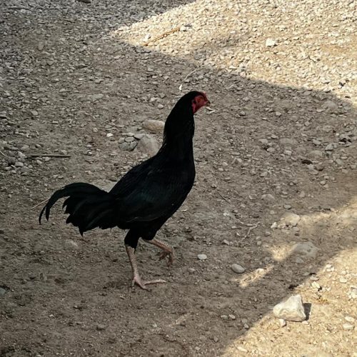 خروس محلی سیاه