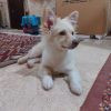 سگ پا کوتاه