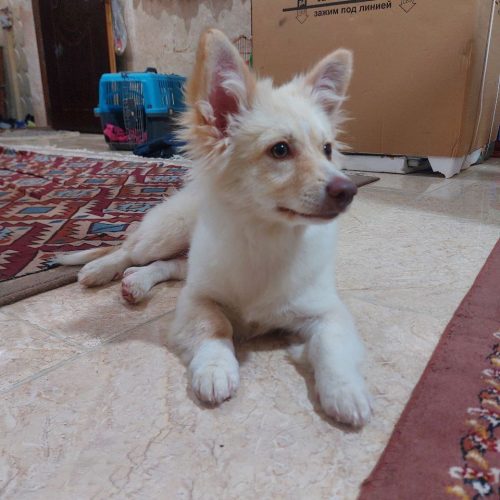 سگ پا کوتاه