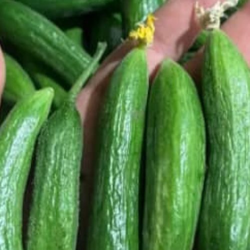فروش انواع عرقیات و مواد غذایی خانگی و حبوبات و ترشی