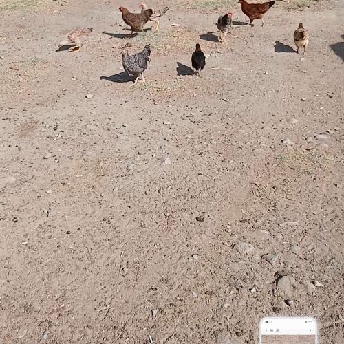 فروش مرغ وخروس