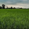 یک هکتار ونیم زمین کشاورزی