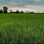 یک هکتار ونیم زمین کشاورزی