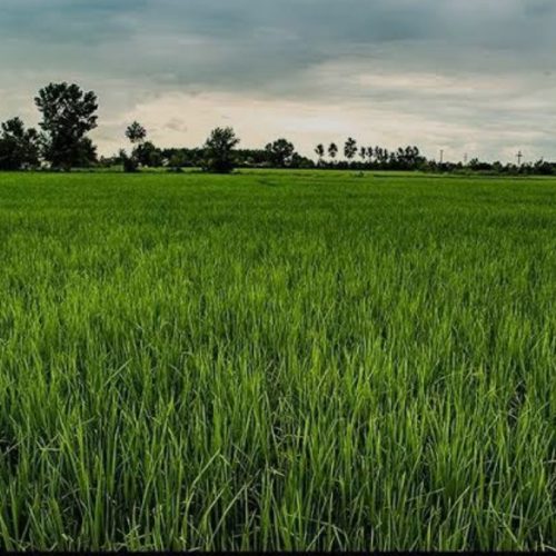 یک هکتار ونیم زمین کشاورزی